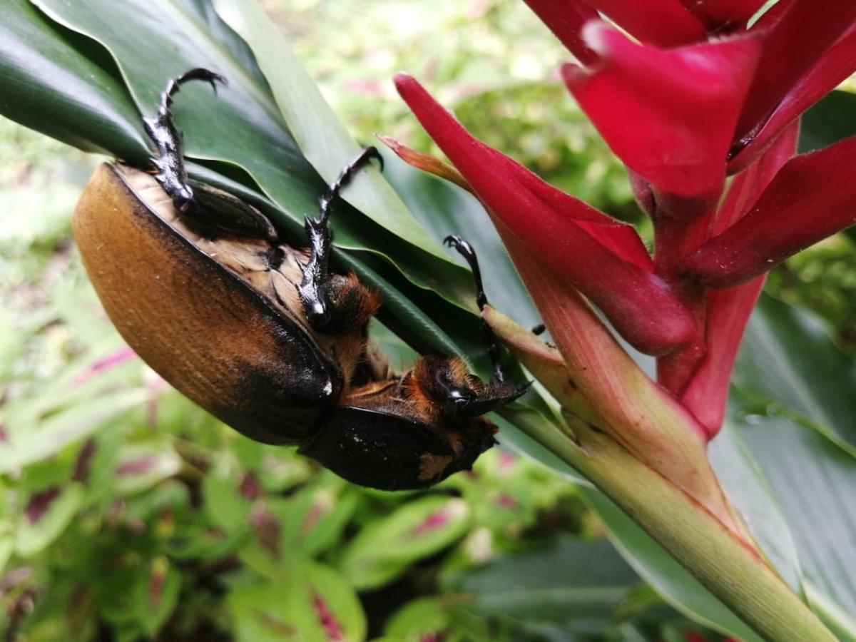 Cahuita Lodge 외부 사진