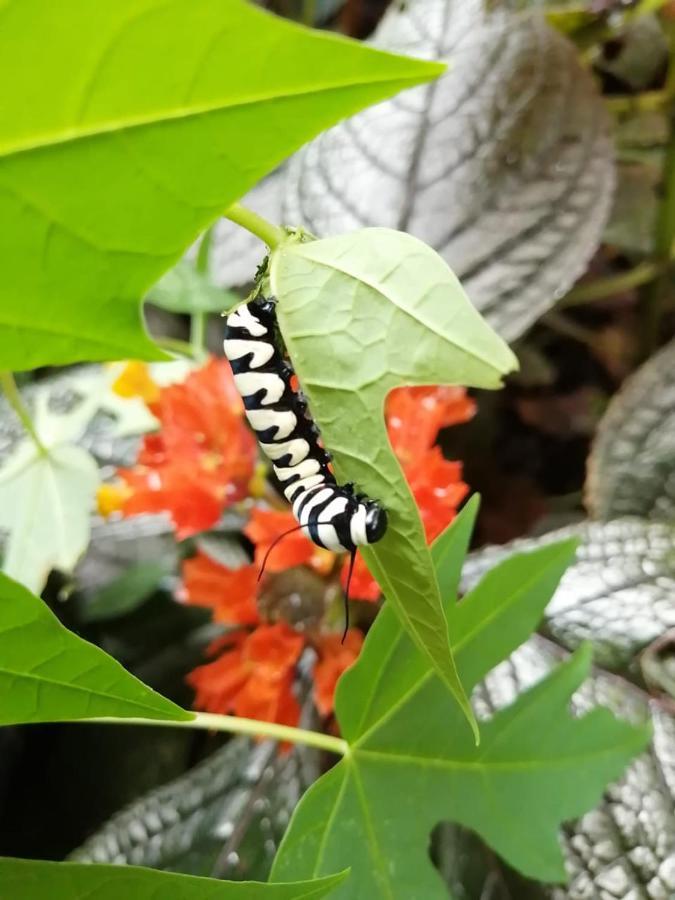 Cahuita Lodge 외부 사진