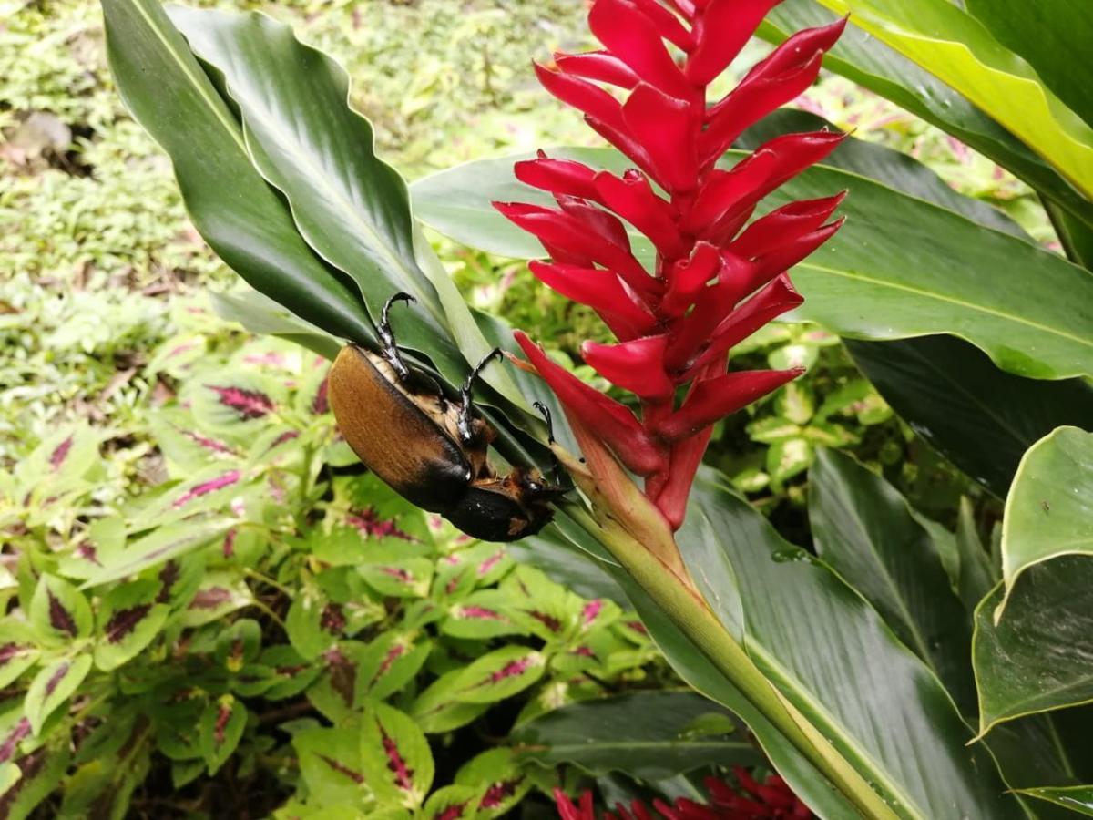 Cahuita Lodge 외부 사진